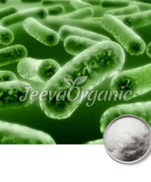 Lactobacillus acidophilus Powder