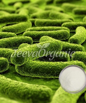 Lactobacillus fermentum powder