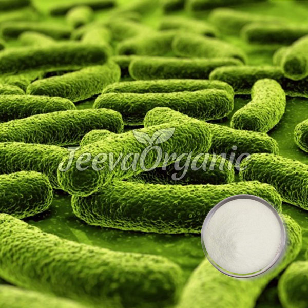 Lactobacillus-fermentum-powder Lactobacillus fermentum powder