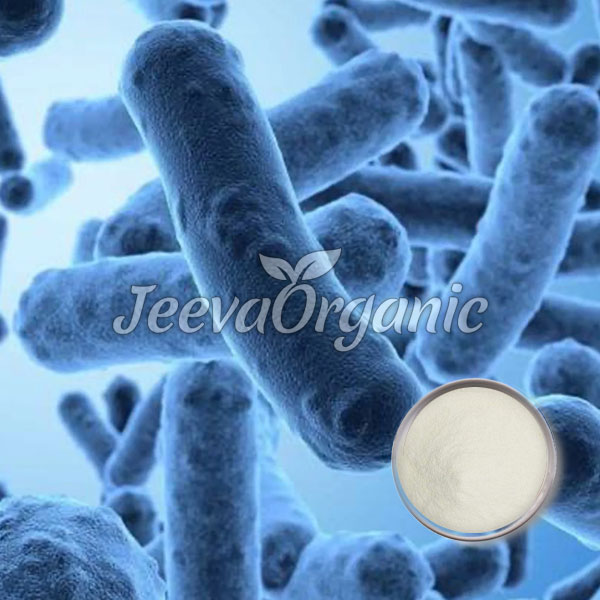 Lactobacillus-gasseri-powder-1 Lactobacillus Gasseri