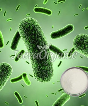 Lactobacillus paracasei Powder