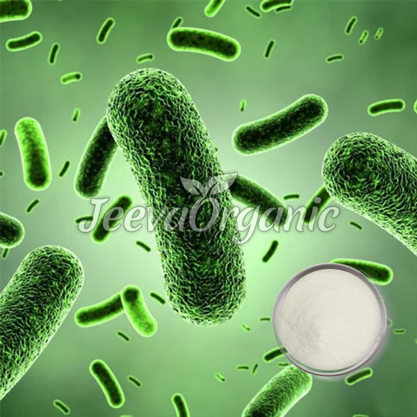 Lactobacillus-paracasei-powder Lactobacillus paracasei Powder