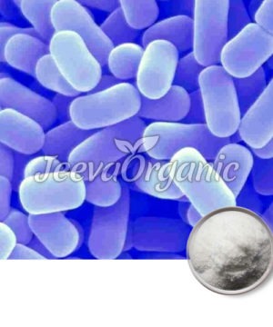 Lactobacillus plantarum Powder