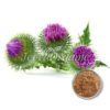 Milk Thistle
