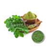 Moringa Extract Powder