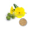 Tribulus terrestris Extract Powder