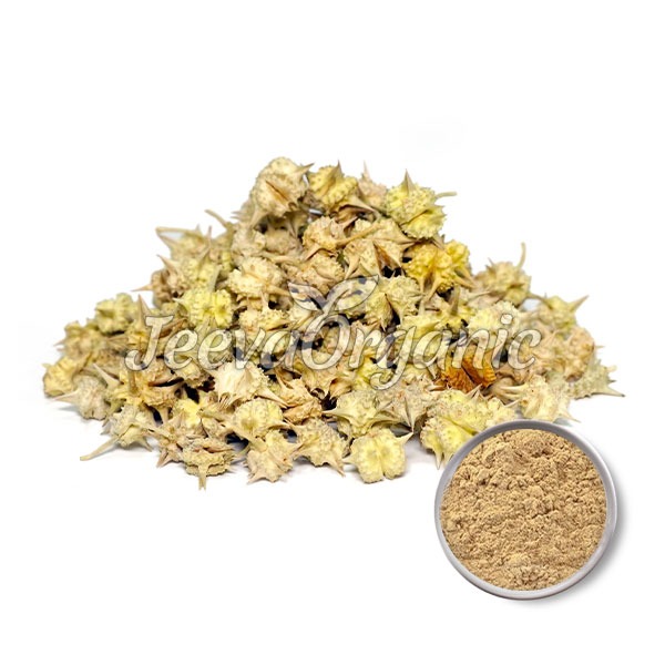 Tribulus-Terrestis-Extract-Powder-95%-Saponins Tribulus terrestris Extract Powder