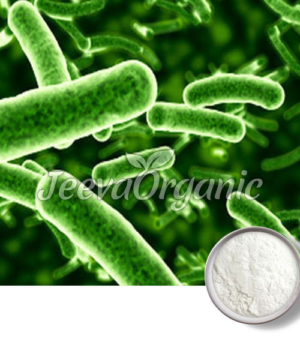 Lactobacillus bulgaricus Powder 50 B CFU/G